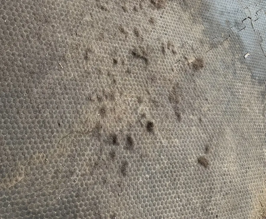 Lose schwarze Haarbüschel auf der Gummimatte am Putzplatz nach dem Striegeln